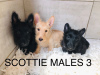 Zusätzliche Fotos: Scottish Terrier Welpen