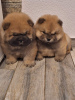 Foto №2 zu Ankündigung № 126732 zu verkaufen chow-chow - einkaufen Serbien 