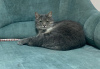 Zusätzliche Fotos: Entzückende Katze Vasily als Geschenk