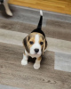 Foto №2 zu Ankündigung № 120623 zu verkaufen beagle - einkaufen Deutschland quotient 	ankündigung