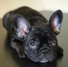 Foto №2 zu Ankündigung № 29594 zu verkaufen französische bulldogge - einkaufen Deutschland quotient 	ankündigung