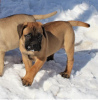 Foto №1. bullmastiff - zum Verkauf in der Stadt Wisconsin Dells | verhandelt | Ankündigung № 110073