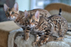 Zusätzliche Fotos: Bengal Kätzchen für Sie!