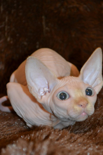 Zusätzliche Fotos: Verkauf von Sphynx-Kätzchen aus dem Kindergarten!