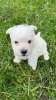 Zusätzliche Fotos: West Highland White Terrier Welpen