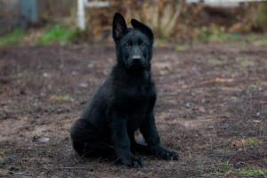 Foto №3. 4 Monate alter schwarzer Schäferhund von zwei schwarzen Produzenten KSU. Ukraine