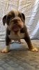 Foto №2 zu Ankündigung № 107199 zu verkaufen englische bulldogge - einkaufen Deutschland quotient 	ankündigung, züchter