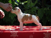 Zusätzliche Fotos: Amerikanischer Staffordshire-Terrier, welpen