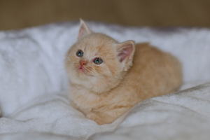Zusätzliche Fotos: Britische Kätzchen zum Verkauf