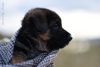 Foto №4. Ich werde verkaufen deutscher schäferhund in der Stadt Irkutsk. vom kindergarten - preis - 440€