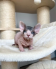 Foto №4. Ich werde verkaufen sphynx-katze in der Stadt Stockholm. quotient 	ankündigung - preis - verhandelt