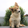 Foto №2 zu Ankündigung № 56736 zu verkaufen welsh corgi - einkaufen Russische Föderation quotient 	ankündigung, vom kindergarten, züchter