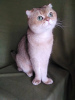Foto №3. Scottish Fold Katze Basik sucht ein Zuhause!. Russische Föderation