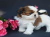 Foto №3. Registrierte Shih Tzu Welpen. Griechenland