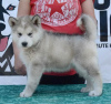 Foto №4. Ich werde verkaufen alaskan malamute in der Stadt Uzdin.  - preis - verhandelt