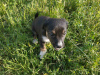 Foto №2 zu Ankündigung № 11211 zu verkaufen mischlingshund - einkaufen Ukraine quotient 	ankündigung