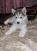 Zusätzliche Fotos: Wir bieten Welpen der Rasse Siberian Husky zum Verkauf an, von wunderbaren
