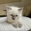 Foto №2 zu Ankündigung № 105183 zu verkaufen ragdoll-katze - einkaufen Deutschland quotient 	ankündigung