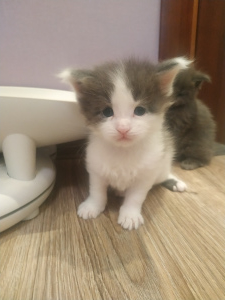 Zusätzliche Fotos: Kätzchen aus dem Kinderzimmer