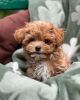 Foto №3. Maltipoo. Deutschland