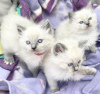 Foto №2 zu Ankündigung № 96586 zu verkaufen ragdoll-katze - einkaufen Schweiz züchter