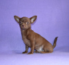 Zusätzliche Fotos: Welpe für Verkauf Chihuahua Weißkitzflieder