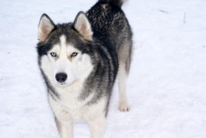 Zusätzliche Fotos: St. Petersburg Siberian Husky-Welpen werden zum Verkauf angeboten