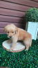 Foto №2 zu Ankündigung № 124072 zu verkaufen golden retriever - einkaufen Finnland quotient 	ankündigung