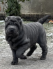 Foto №1. shar-pei - zum Verkauf in der Stadt Gorzów Wielkopolski | 1200€ | Ankündigung № 88677