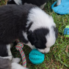 Foto №3. Wunderschöne Border Collie Welpen,. Österreich