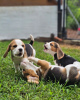 Foto №2 zu Ankündigung № 127393 zu verkaufen beagle - einkaufen Deutschland quotient 	ankündigung