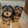 Foto №4. Ich werde verkaufen yorkshire terrier in der Stadt Tiflis. quotient 	ankündigung - preis - 473€