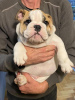 Zusätzliche Fotos: Englische Bulldogge