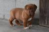 Foto №1. dogue de bordeaux - zum Verkauf in der Stadt Eindhoven | Frei | Ankündigung № 123931