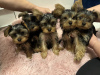 Foto №1. yorkshire terrier - zum Verkauf in der Stadt Антверпен | 150€ | Ankündigung № 123529