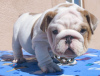 Foto №1. englische bulldogge - zum Verkauf in der Stadt Houston | 473€ | Ankündigung № 97166
