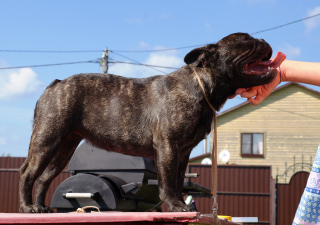 Foto №2 zu Ankündigung № 4448 zu verkaufen französische bulldogge - einkaufen Russische Föderation vom kindergarten