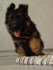 Foto №4. Ich werde verkaufen deutscher schäferhund in der Stadt Krivoy Rog. vom kindergarten - preis - 495€