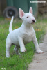 Zusätzliche Fotos: Mini-Bullterrier-Welpen