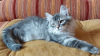 Zusätzliche Fotos: Sibirische Kätzchen aus der Gärtnerei