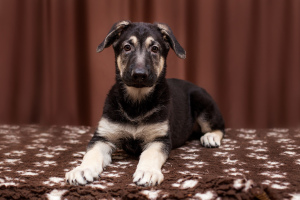 Foto №4. Ich werde verkaufen osteuropäischer schäferhund in der Stadt Wolgograd. züchter - preis - 294€