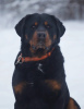 Foto №1. rottweiler - zum Verkauf in der Stadt St. Petersburg | Frei | Ankündigung № 97014