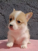 Foto №3. Pembroke Welsh Corgi Welpen. Serbien