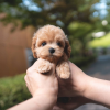 Foto №1. english cocker spaniel, pudel (toy) - zum Verkauf in der Stadt Paris | verhandelt | Ankündigung № 85565