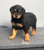 Foto №1. rottweiler - zum Verkauf in der Stadt Аораки / Маунт Кук | 500€ | Ankündigung № 57008