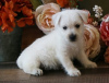 Foto №1. west highland white terrier - zum Verkauf in der Stadt Антверпен | 300€ | Ankündigung № 105516