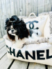 Foto №2 zu Ankündigung № 126466 zu verkaufen shih tzu - einkaufen Ukraine quotient 	ankündigung