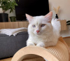 Foto №4. Ich werde verkaufen ragdoll-katze in der Stadt München. züchter - preis - 300€