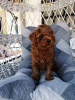 Zusätzliche Fotos: Red miniature poodle puppies