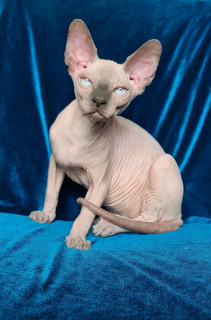 Foto №1. sphynx cat - zum Verkauf in der Stadt Dnipro | 846€ | Ankündigung № 6710